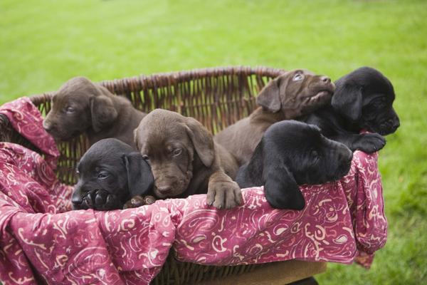 Puppies chew anything in sight.