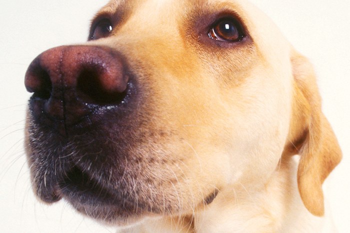 Yellow labs can suffer from a variety of skin allergies.