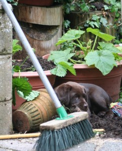 Labrador puppies love playing in the garden.