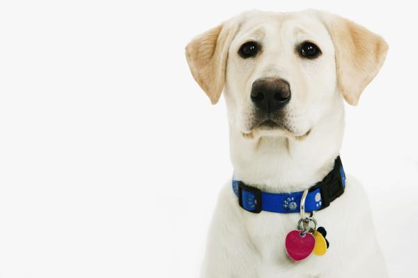 Dudley Labs are yellow Labs lacking pigmentation in their eyelids, lips, or nose.