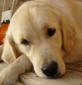 Clean your Golden's ears to have a happy pet.