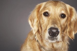 Goldens' double coat requires regular brushing.