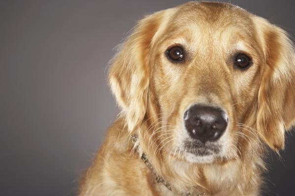 Goldens' double coat requires regular brushing.