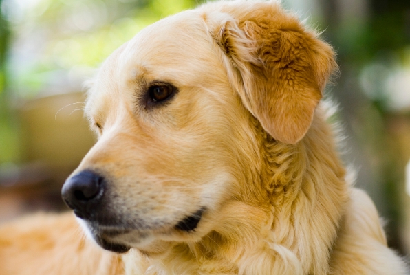 The differences between male and female Goldens are in physical features and behavior.
