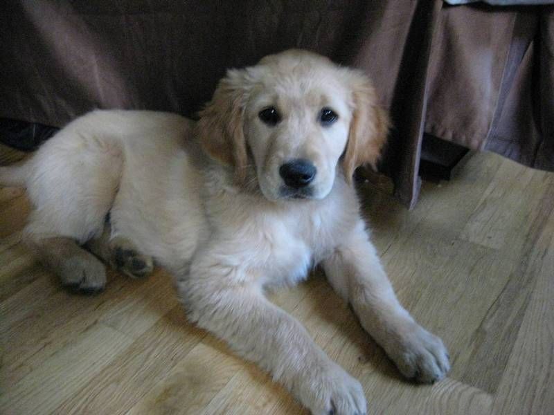 Golden Retriever puppies are intelligent and eager to please.