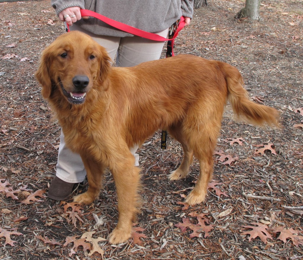 Goldens are intelligent, loyal, and friendly.