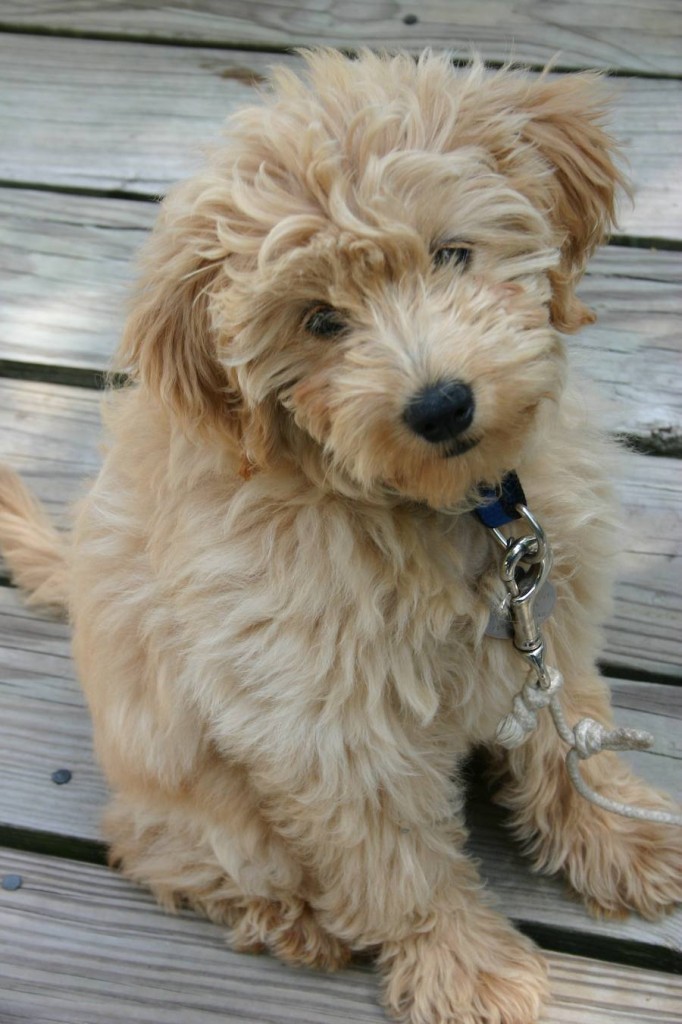 Goldendoodles tend to be larger then Labradoodles.