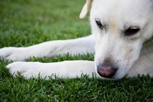 Labs are intelligent and friendly.