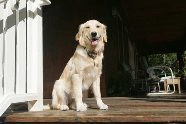 Labradors are rarely aggressive.