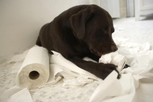 Labradors reach adult heights between their 12th and 18th months.