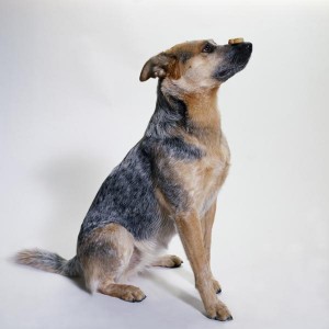 Labraheelers have an average lifespan of 14 years.