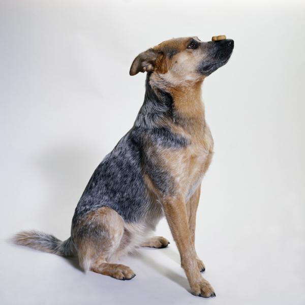 Labraheelers have an average lifespan of 14 years.