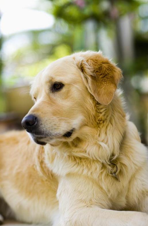 Labradors and Goldens are the best service dogs.