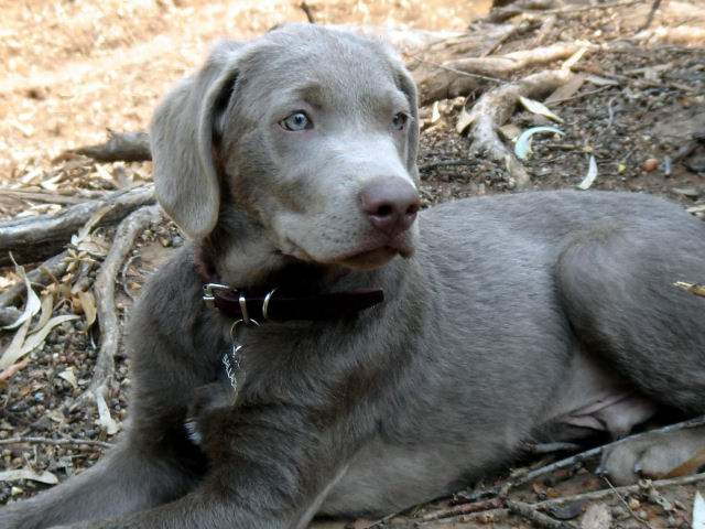Some consider breeding silver Labradors a market mechanism.