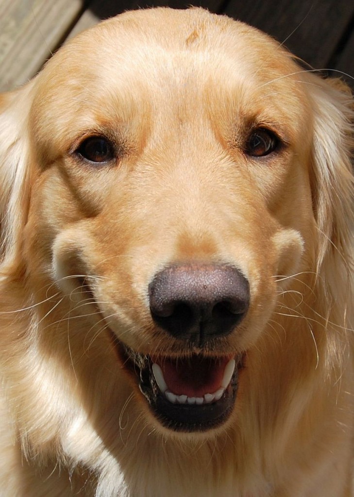 It is easy to distinguish the English Golden Retriever from its American counterpart.