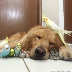 Bob golden retriever with birds
