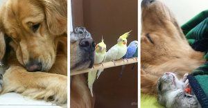 Golden retriever loves animals