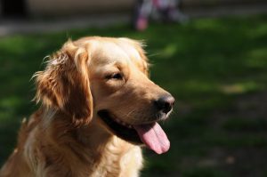 beautiful golden retriever dog