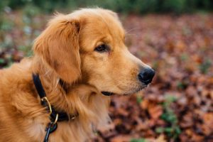 golden retriever dog nature