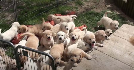 Golden Retriever Puppies