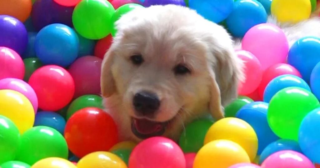 9 week old golden retriever puppy having fun in a ball pit