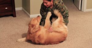 adorable golden retriever welcomes marine home