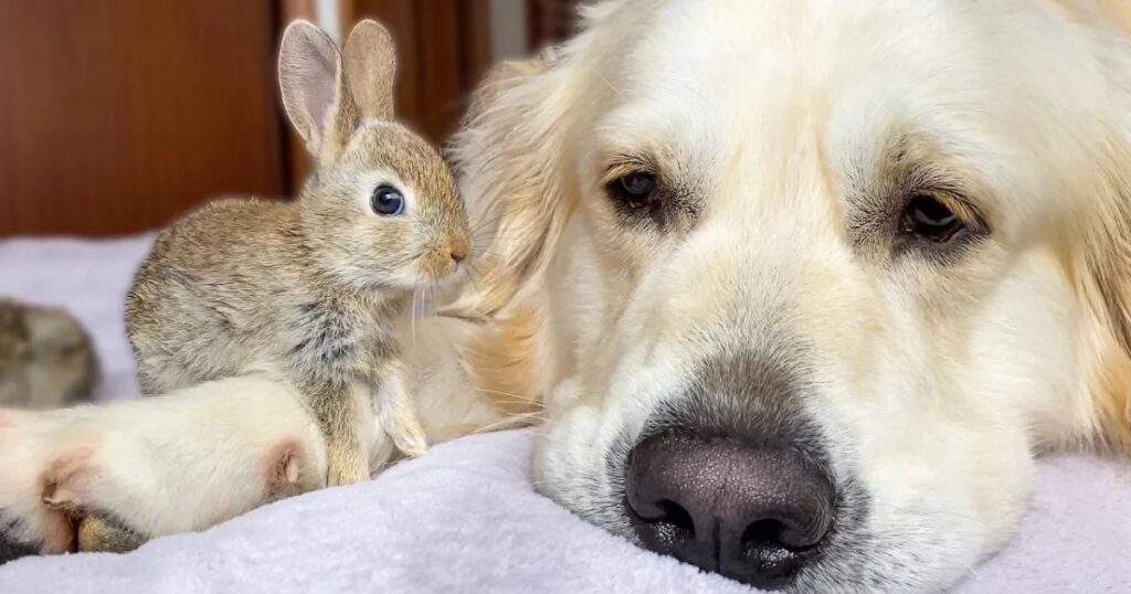 cute baby bunnies think the golden retriever is their mother