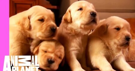 cute golden retriever puppies are growing