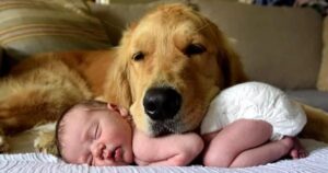 cutest golden retriever and baby compilation