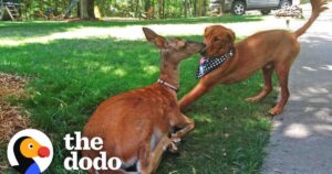 deer brings her babies to meet her dog best friend