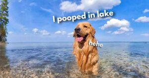 dog enjoys his beach house vacation