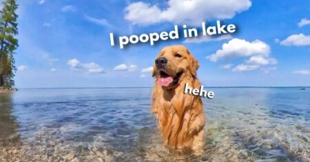 dog enjoys his beach house vacation