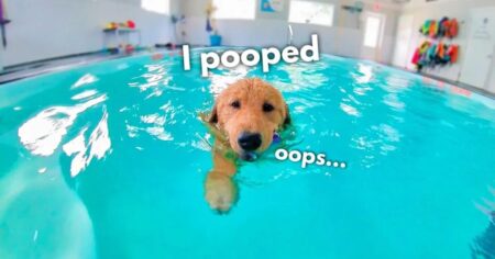 dog rents his favorite swimming pool