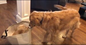golden retriever meets his new puppy sister bella