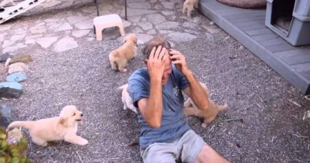 golden retriever puppy attack