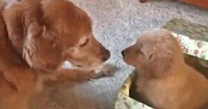 golden retriever so happy to get a puppy for christmas