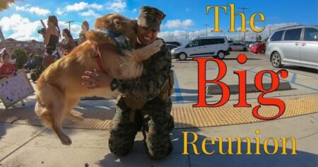 golden retriever welcomes his marine home