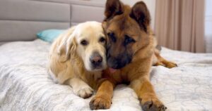 golden retrievers and german shepherds being best friends