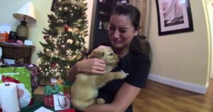 husband surprises wife with golden retriever for christmas