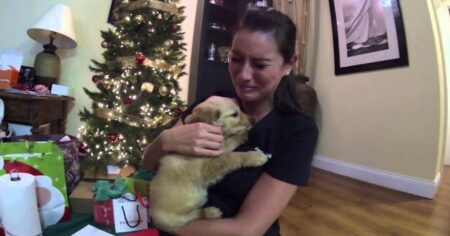 husband surprises wife with golden retriever for christmas