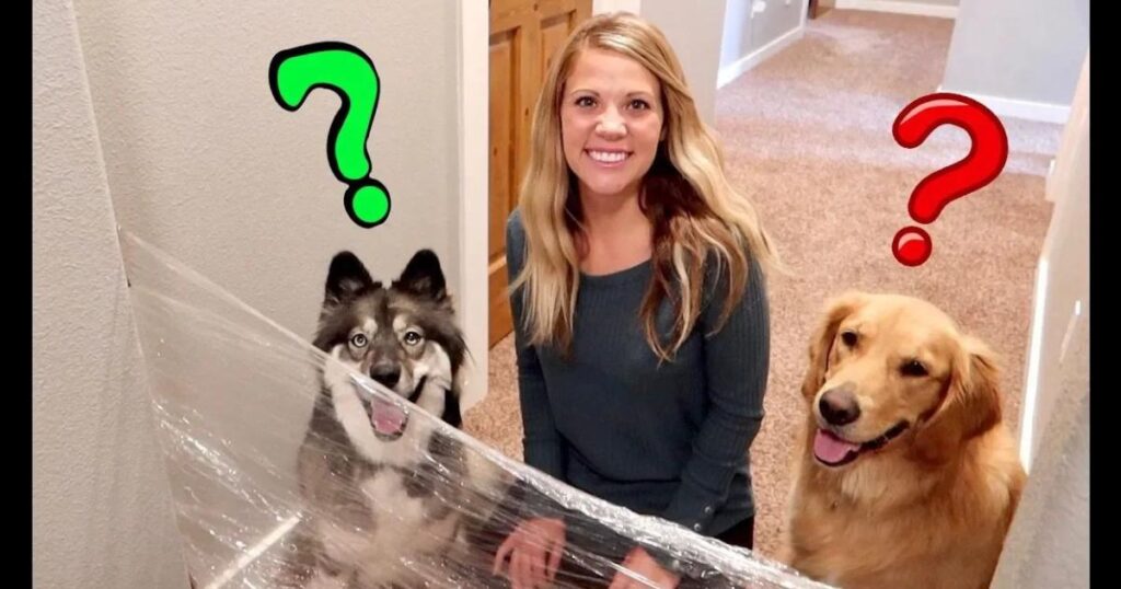husky & golden retriever reaction to invisible challenge