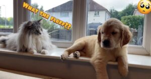 introduce your cat to a new golden retriever puppy