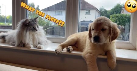 introduce your cat to a new golden retriever puppy