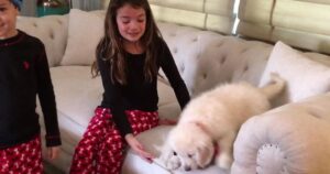 kids surprised with english golden retriever puppy for christmas