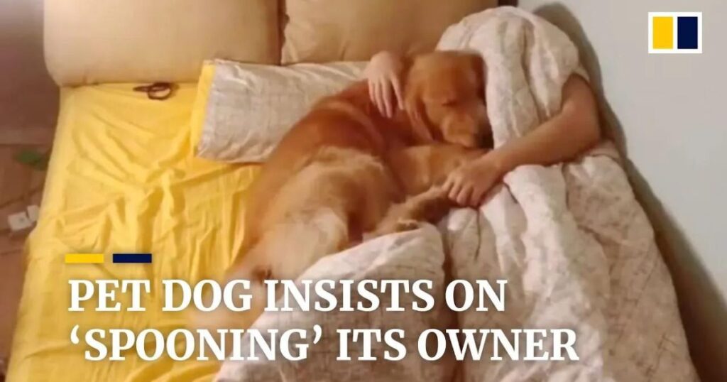 pet golden retriever insists on ‘spooning’ its owner