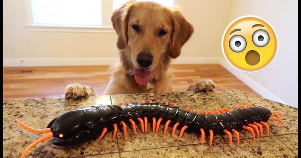sammie the golden retriever puppy vs giant centipede