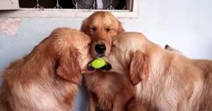 these golden retrievers will make you laugh