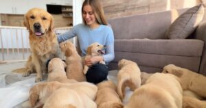 11 golden retriever puppies meet their dad