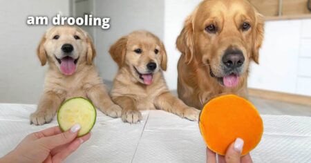 3 golden retrievers reviewing food