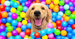 I surprised my golden retriever puppy with 200 balls